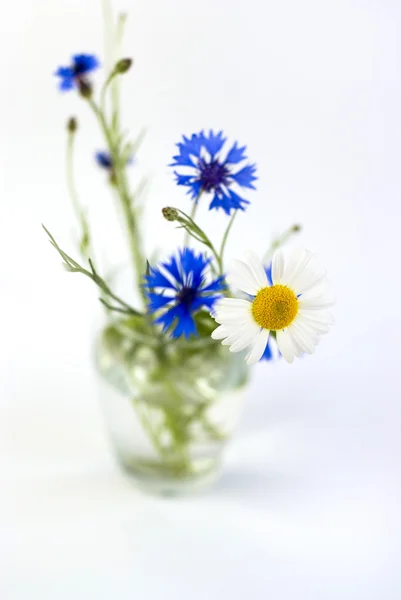 Ein Strauß Kornblumen und Gänseblümchen auf weißem Hintergrund — Stockfoto