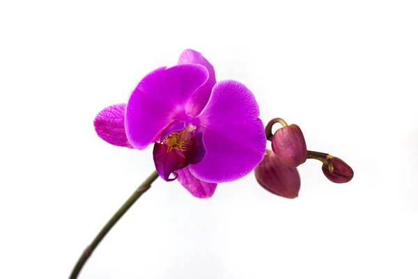 Lila Orchidee isoliert auf weißem Hintergrund — Stockfoto