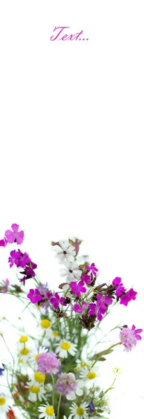 Bouquet de fleurs sauvages sur fond blanc — Photo