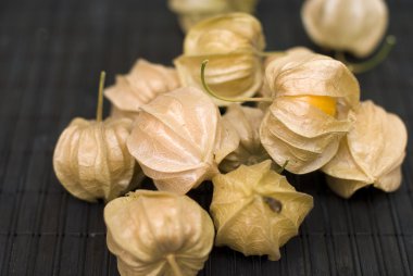 Physalis peruviana kara günü