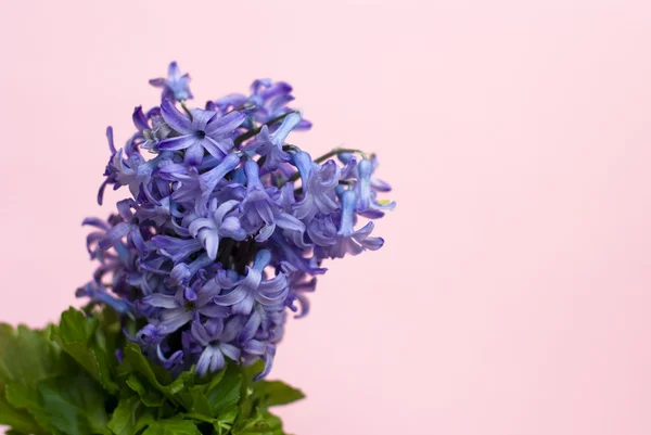 Flor de sino violeta primavera no fundo rosa — Fotografia de Stock