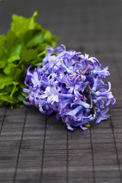 Flores de sinos de primavera violeta — Fotografia de Stock