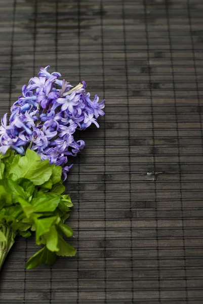 Violet spring bellflowers — Stockfoto