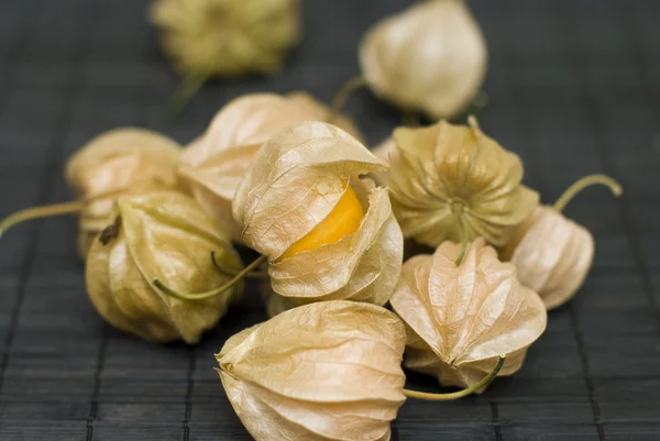 Stock image Physalis peruviana on dark