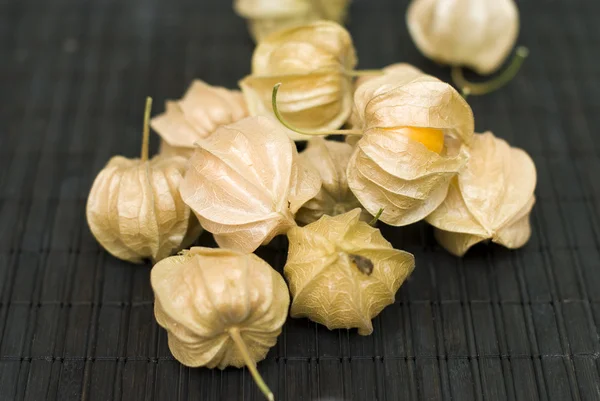 stock image Physalis peruviana on dark