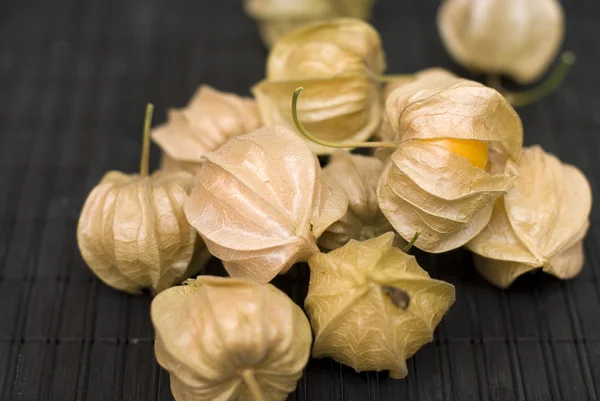 stock image Physalis peruviana on dark