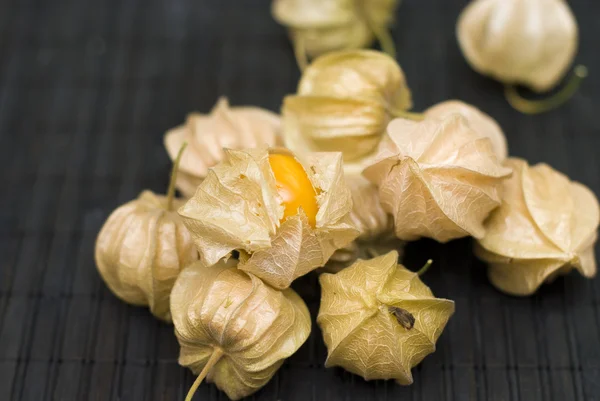 stock image Physalis peruviana on dark