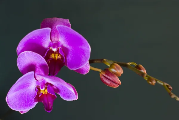 Purple orchid flower ion dark background — Stock Photo, Image
