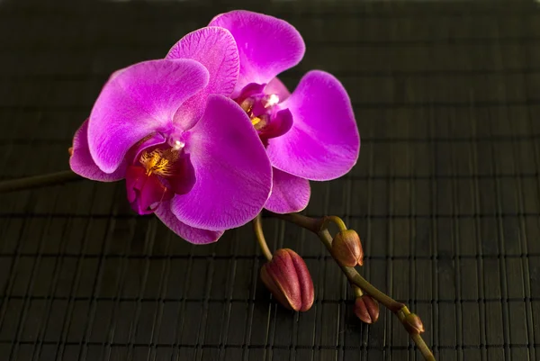 Flor de orquídea roxa no fundo escuro — Fotografia de Stock