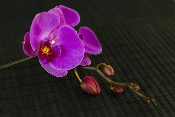 Lila orchidea virág sötét háttér — Stock Fotó