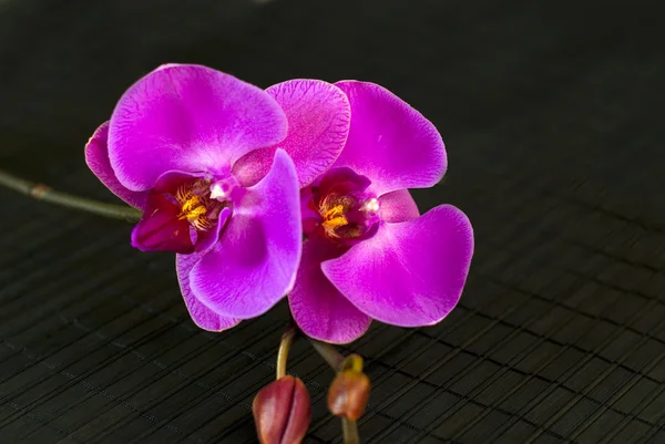 Purple orchid flower on dark background — Stock Photo, Image