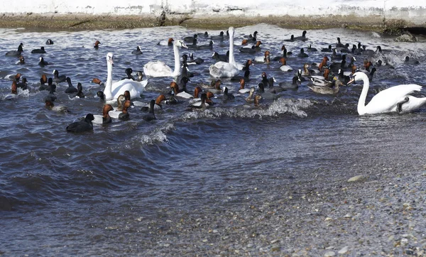 白鳥上を歩く水 — ストック写真