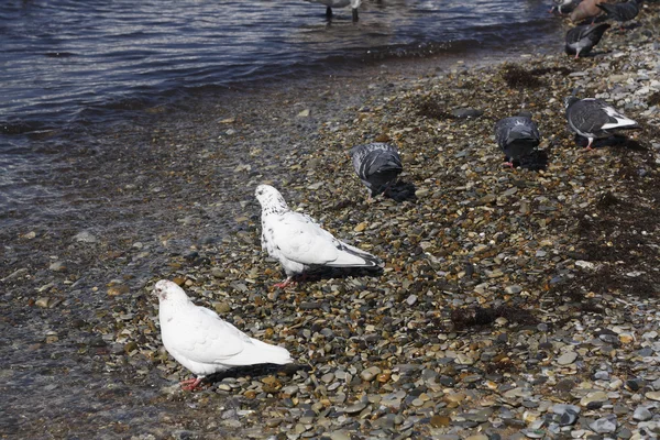 Güvercin kuşu kenarı