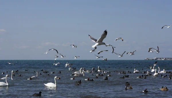 Cisne, pato e gaivota voadora — Fotografia de Stock