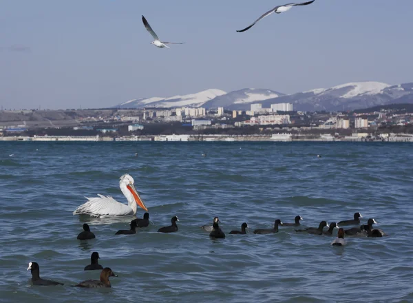 Pelicano com slide de pato na água — Fotografia de Stock
