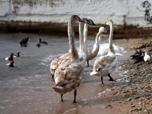 Cisnes caminham na costa — Fotografia de Stock