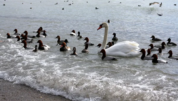 Swan passeio na água — Fotografia de Stock