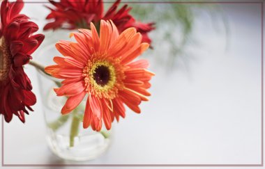 Gerbera.