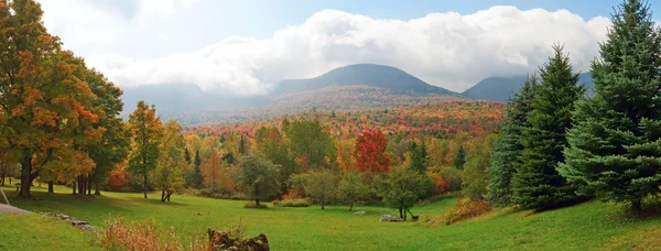 Panoramablick auf den farbenfrohen Wald — Stockfoto