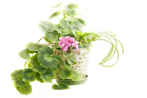 Blooming geranium — Stock Photo, Image