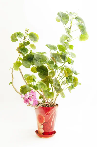 Blooming geranium — Stock Photo, Image