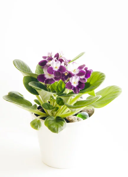 Violeta floreciente — Foto de Stock