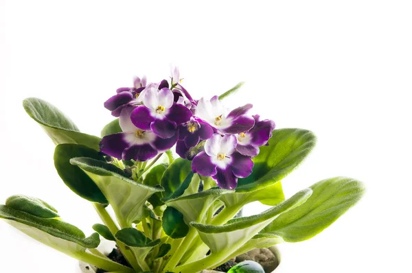 Violette en fleurs — Photo
