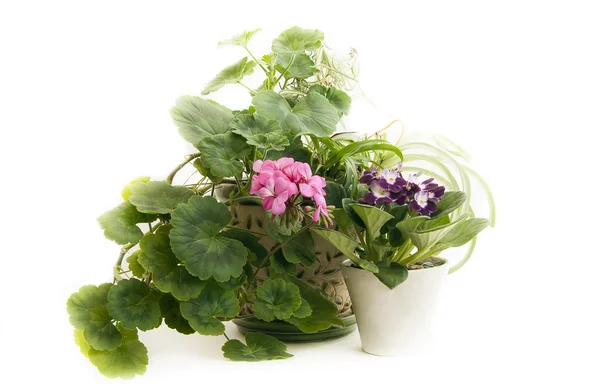 Virágzó muskátli és lila — Stock Fotó