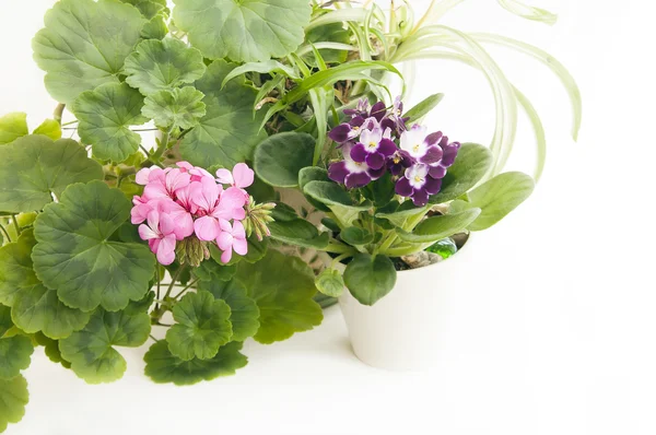 Blooming geranium and violet — Stock Photo, Image