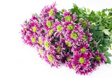 Bouquet of pink chrysanthemums