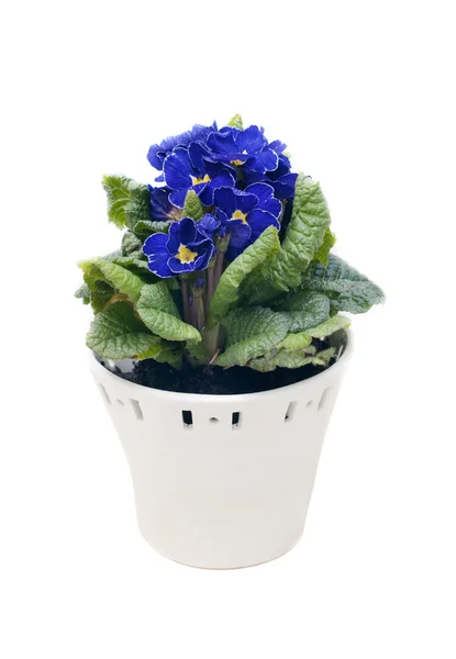 Mavi çuha çiçeği — Stok fotoğraf