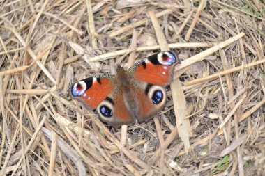 The butterfly the Peacock eye sits on straw.