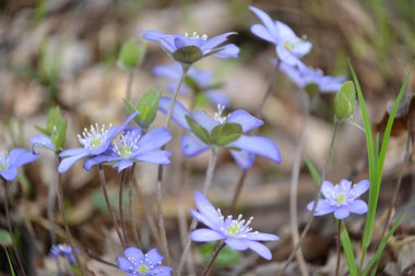 First spring flowers glades. clipart