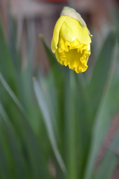 Lonely yellow narcissus. — Stock Photo, Image