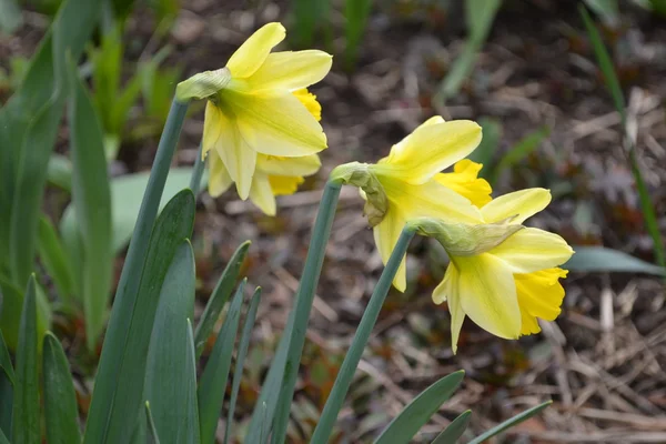 Yellow narcissuses. — Stock Photo, Image