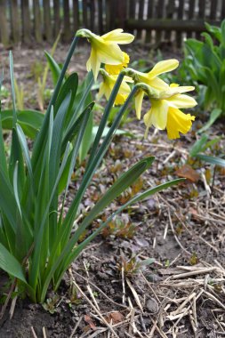 Sarı narcissuses.