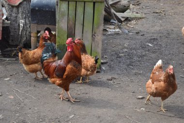 horoz ve tavuk kanatlı avlu üzerinde.