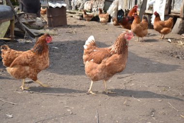 tavuk kanatlı avlu üzerinde.