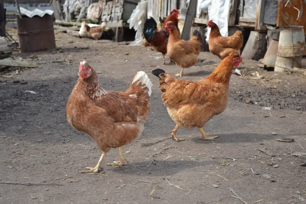 Hühner auf einem Geflügelhof. — Stockfoto