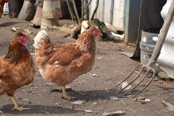 Hühner auf einem Geflügelhof. — Stockfoto