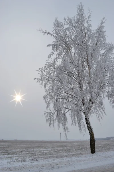 Kreshchensky ψυχρός ημέρα. Λευκορωσία. — Φωτογραφία Αρχείου
