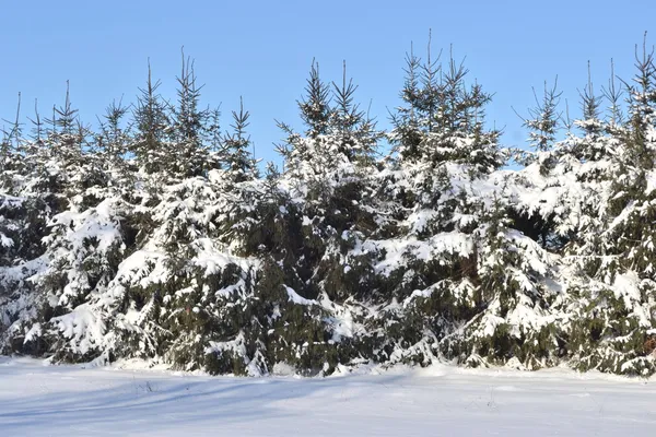 Γούνα-δέντρα καλυμμένα με χιόνι. — Φωτογραφία Αρχείου