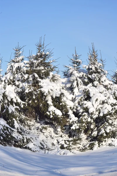 大雪覆盖的毛皮树. — 图库照片