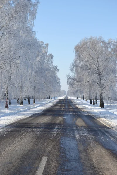 Birch avenue along winter road. — Stock Photo, Image