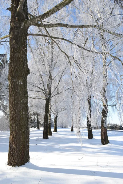 Frost und Sonne. — Stockfoto