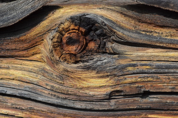 Structure of an ancient tree.