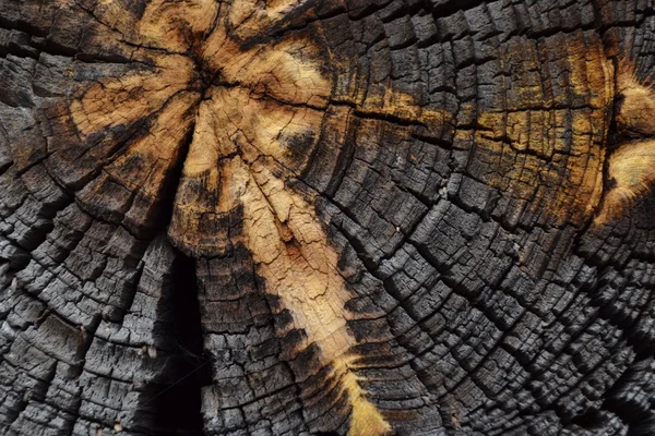 Struktura starożytnego drzewa. — Zdjęcie stockowe