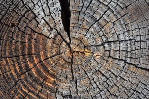 Estrutura de uma árvore antiga . — Fotografia de Stock