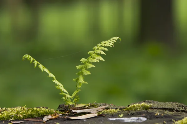stock image Young fern 2