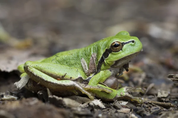 European tree frog 2012 05 — Stock Photo, Image